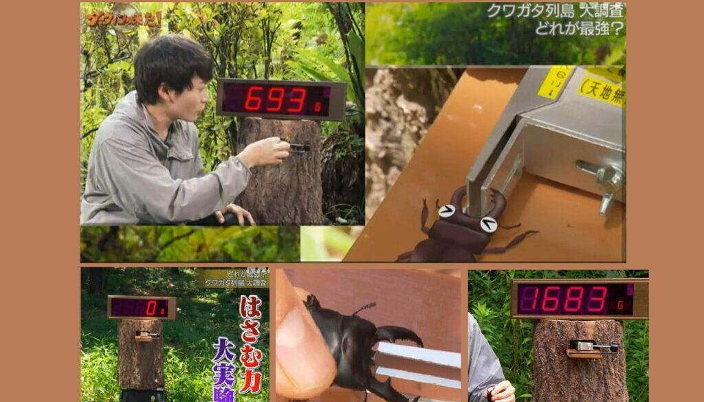 クワガタ 顎のパワー 測定装置（挟む力 測定器）テレビ番組