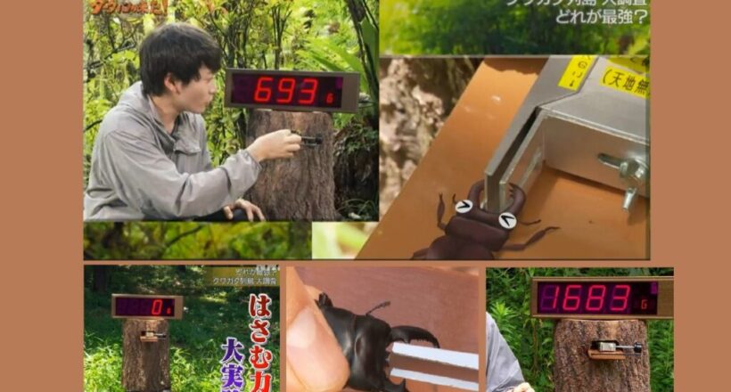 クワガタ 顎のパワー 測定装置（挟む力 測定器）テレビ番組