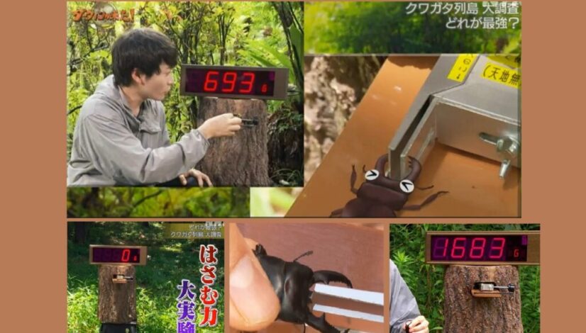 クワガタ 顎のパワー 測定装置（挟む力 測定器）テレビ番組