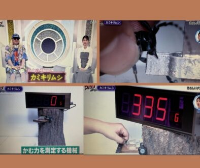 カミキリムシの噛むパワー測定装置（Eテレ「ヴィランの言い分 カミキリムシ」）