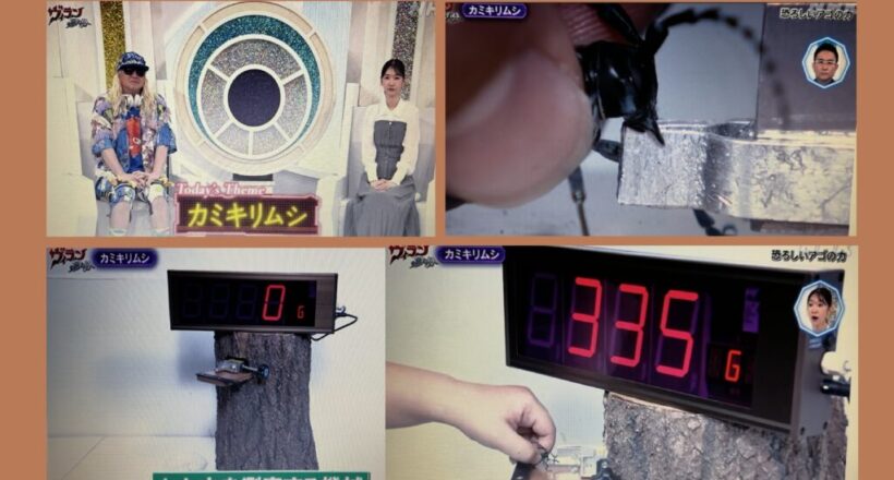 カミキリムシの噛むパワー測定装置（Eテレ「ヴィランの言い分 カミキリムシ」）