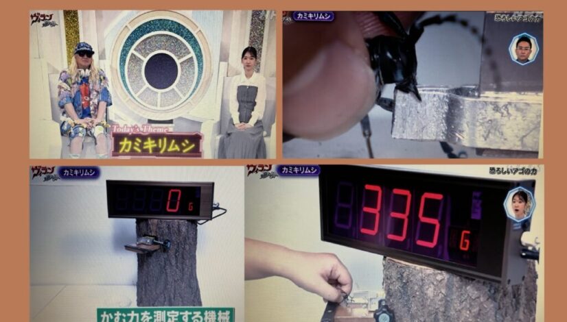 カミキリムシの噛むパワー測定装置（Eテレ「ヴィランの言い分 カミキリムシ」）
