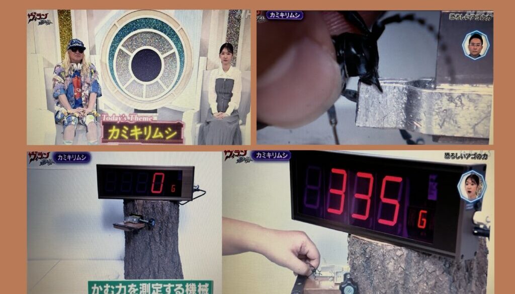 カミキリムシの噛むパワー測定装置（Eテレ「ヴィランの言い分 カミキリムシ」）